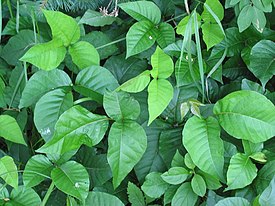 Ядовитый плющ (Toxicodendron radicans)