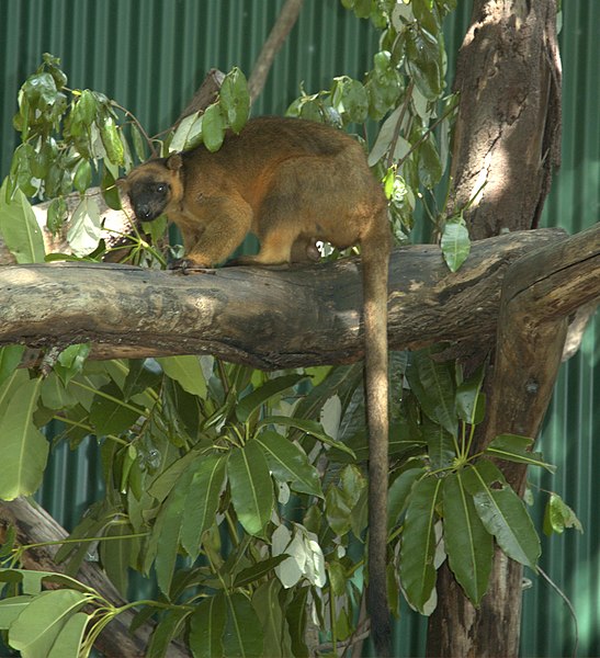 File:Tree-kangaroo-on-a-branch-facing.jpg