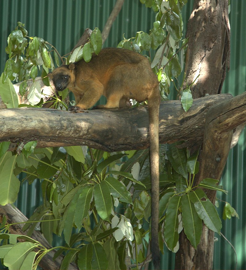 Tree-kangaroo-on-a-branch-facing.jpg