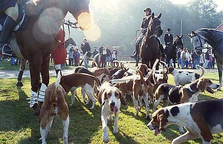 Fox hunting is historically linked with the East Midlands
