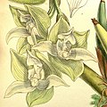 Trevoria lehmannii (as syn. Trevoria chloris) plate 7805 in: Curtis's Bot. Magazine (Orchidaceae), vol. 127, (1901) (Detail)