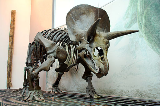 Triceratops Skeleton Senckenberg