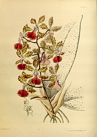 plate 6 Oncidium haematochilum Trichocentrum haematochilum