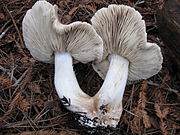 Tricholoma pardinum gills.jpg