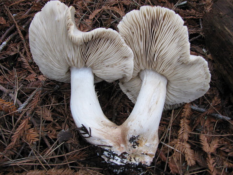 File:Tricholoma pardinum gills.jpg