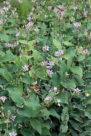 Popis obrázku Tricyrtis formosana - Flowering.jpg.