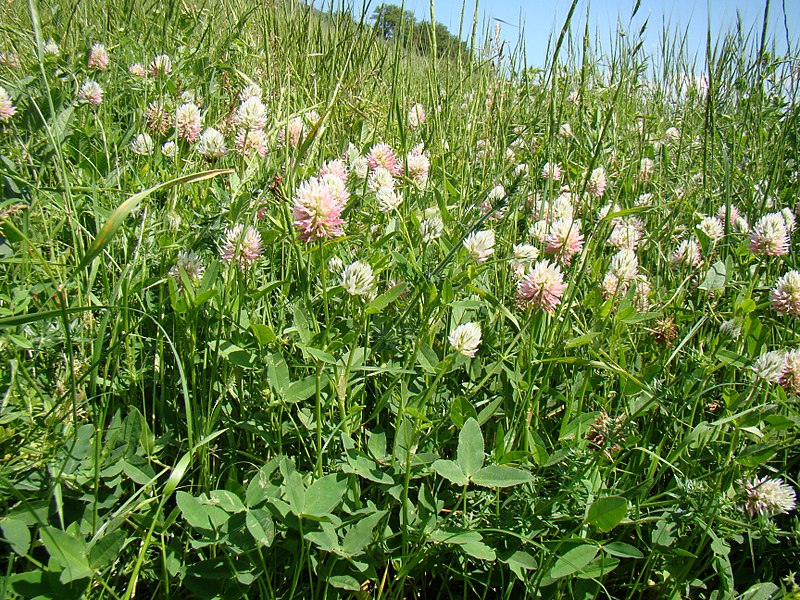 File:Trifolium ambiguum Y02.jpg