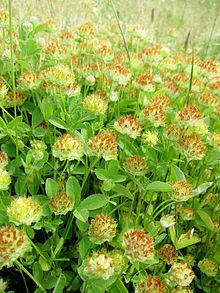 Trifolium cyathiferum.jpg