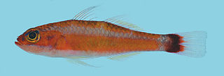 <i>Trimma caudomaculatum</i> Species of fish