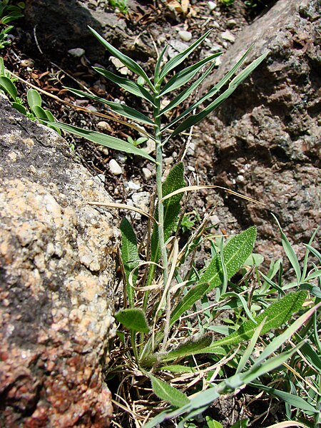 File:Trisetum distichophyllum (BG Wroclaw).JPG