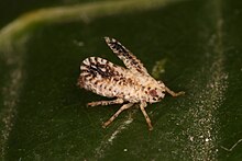 Trypetimorpha occidentalis.jpg