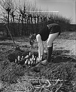 Tuinbouwschool Huize te Lande te Rijswijk. Bijschrift Het opgraven van Bruss..., Bestanddeelnr 901-6183.jpg