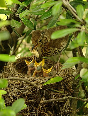 Turdus philomelos -New Zealand -nest-8 (4).jpg