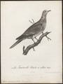 Turtur damarensis - 1796-1808 - Print - Iconographia Zoologica - Special Collections University of Amsterdam - UBA01 IZ15600423.tif