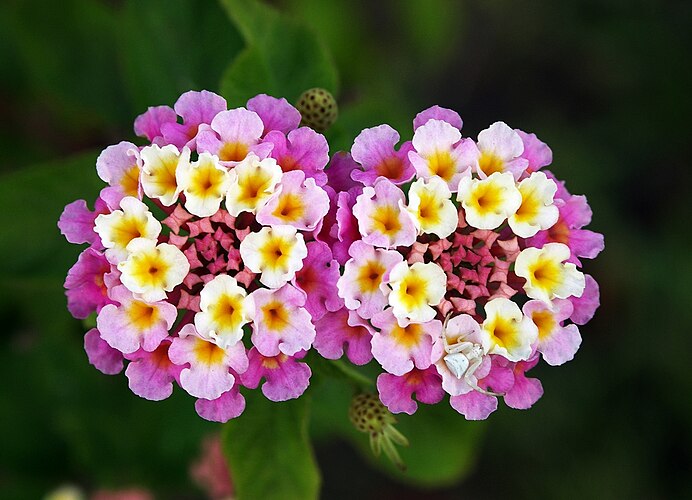 Цветки Lantana camara с пауком-крабом Misumenoides formosipes в ожидании добычи