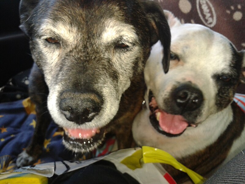 File:Two dogs, staffordshire bull terriers.jpg