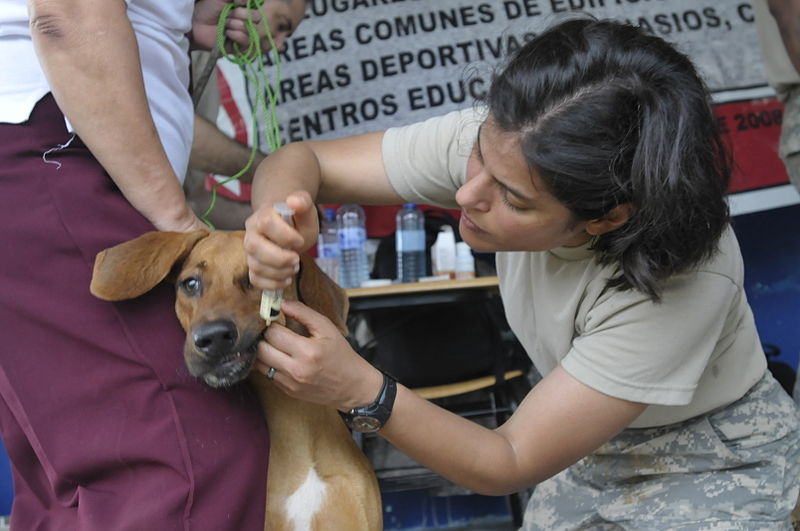 File:U.S. Army Capt. Natalie Spiliopoubs, right, gives medication to a dog during the Medical Readiness Training Exercise (MEDRETE) portion of Beyond the Horizon 2013 in Cantina, Panama, May 29, 2013 130604-Z-PQ189-0279.jpg