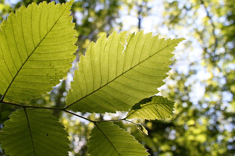 File:Ulmus laevis leaf.JPG