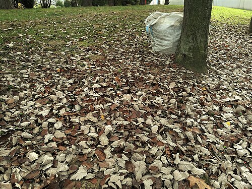 Unfinished leaf cleaning