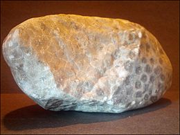 Unpolished Petoskey stone about 5.5 in (14 cm) long