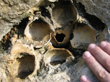 Tortoise's fossil eggs inside the travertine of Alcamo Uova fossili di tartaruga.jpg