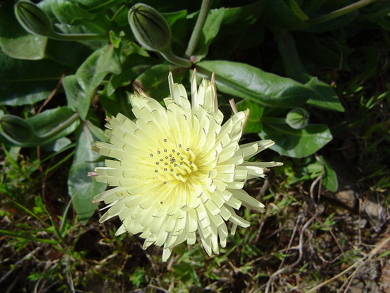 File:Urospermum dalechampii 2.JPG