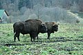 Bufali nel parco Vânători-Neamţ