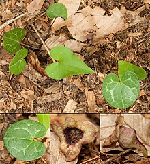 Variabel-daun heartleaf ginger.jpg