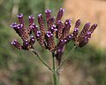 Verbena bonariensis