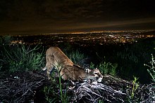 An adult female mountain lion is "cheek-rubbing," leaving her scent on a log. Taken in the Verdugo Mountains with Glendale and downtown L.A. in the background. - National Park Service Verdugos Mountain Lion (27874121246).jpg