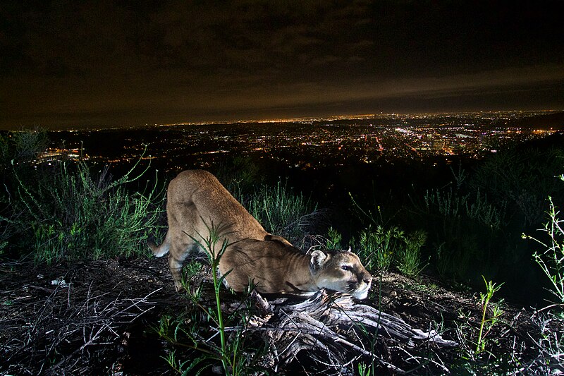 File:Verdugos Mountain Lion (27874121246).jpg