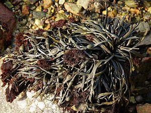 Alga cu perii (Vertebrata lanosa) pe nod