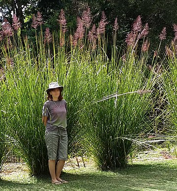 File:Vetiver grass.jpg