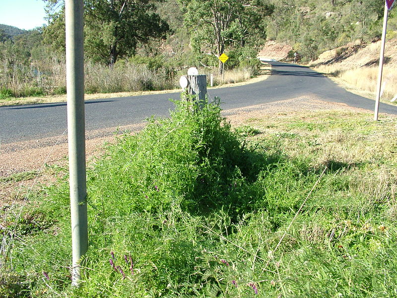 File:Vicia villosa habit2 Jenene Kidston (10735946625).jpg