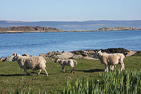 Gigalum Island i bakgrunnen sett fra Gigha Island.