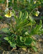 Viola arvensis kz1.jpg