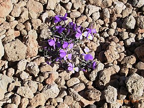 Descrierea imaginii Viola cheiranthifolia3.jpg.