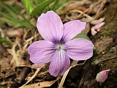 花は大型で、淡紅紫色、花弁の先端がサクラの花弁のように凹頭になる。側弁の基部は有毛。雄蕊が見えない咲き方をする。