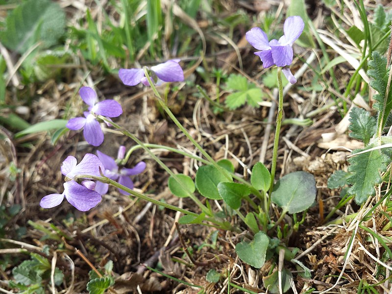 File:Viola rupestris sl4.jpg