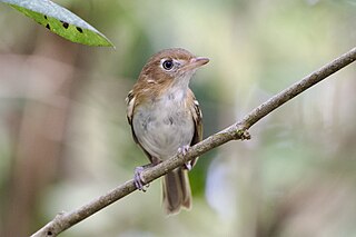 <span class="mw-page-title-main">Cozumel vireo</span> Species of bird