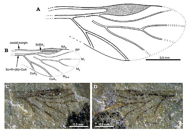 Forewing of the early Middle Triassic (early Anisian) aphid Vosegus triassicus