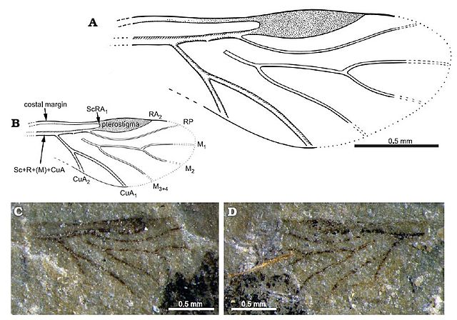 Forewing of the early Middle Triassic (early Anisian) aphid Vosegus triassicus