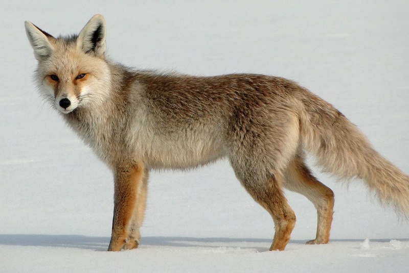 File:Vulpes vulpes anatolica.jpg