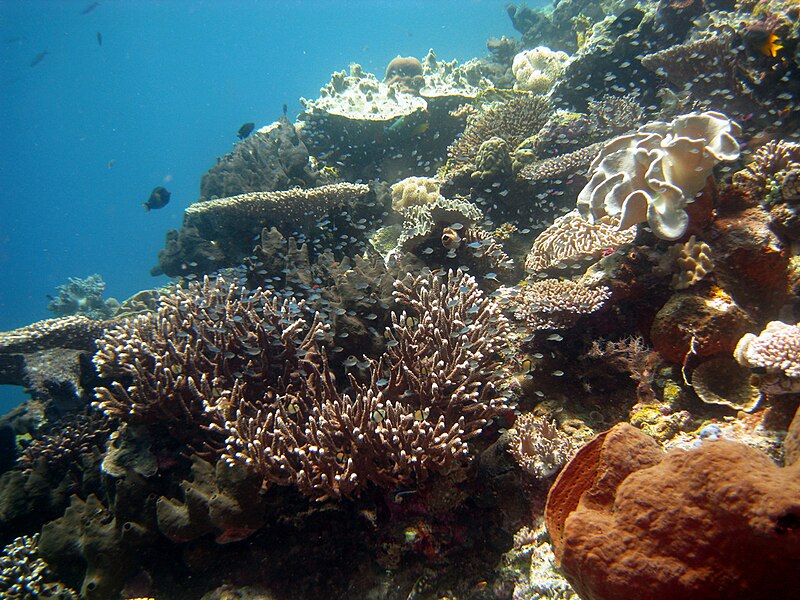 File:Wakatobi-129.jpg