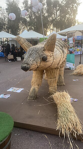 Straw sculpture of the endangered numbat, York, Western Australia Wara numbat.jpg