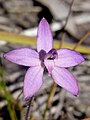 Caladenia minorata Australia - Ku-ring-gai Chase National Park