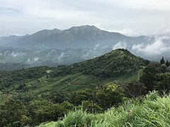 Plantation de thé et forêts au Wayanad, une région frontalière au Coorg et aux Nilgiris.