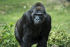 Western lowland gorilla (Gorilla gorilla gorilla).jpg