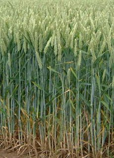 Wheat field.jpg