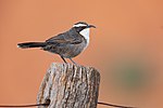 Thumbnail for White-browed babbler